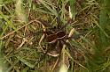 Dolomedes_fimbriatus_D5086_Z_88_Canal du Nivernais_Frankrijk
